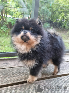 Additional photos: Сute black&tan Pomeranian puppy