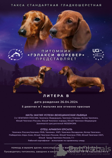 Photo №3. Dachshund UCI standard. Russian Federation