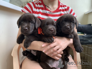 Photo №4. I will sell labrador retriever in the city of Belgorod. breeder - price - 674$