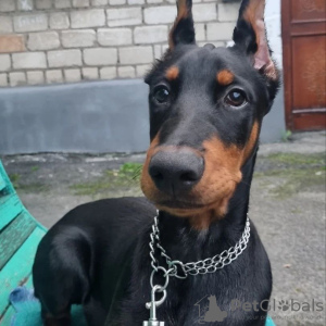Photo №2 to announcement № 55805 for the sale of dobermann - buy in Ukraine private announcement, from nursery, breeder