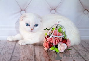 Photo №2 to announcement № 13629 for the sale of scottish fold - buy in Russian Federation from nursery