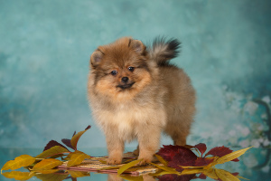 Photo №4. I will sell german spitz in the city of Saratov. breeder - price - 592$