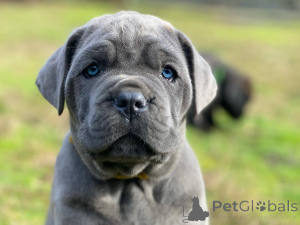 Photo №2 to announcement № 166823 for the sale of cane corso - buy in Germany breeder