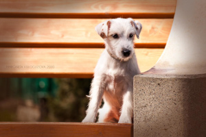 Photo №1. jack russell terrier - for sale in the city of Tuapse | 255$ | Announcement № 6517