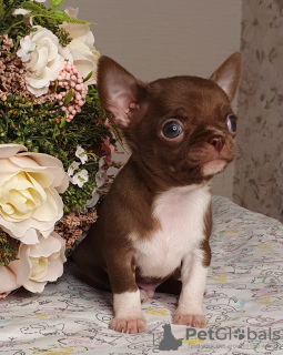 Additional photos: Chihuahua Chocolate Mini Boy