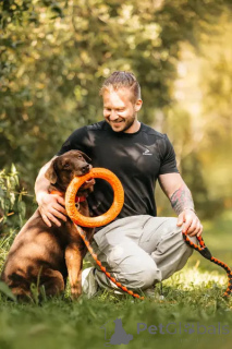 Photo №3. Metis Labrador Valiko is looking for a home.. Russian Federation