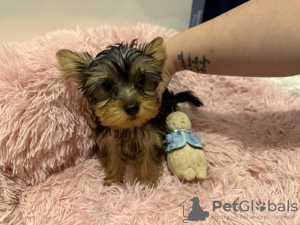 Photo №2 to announcement № 123494 for the sale of yorkshire terrier - buy in United Kingdom private announcement