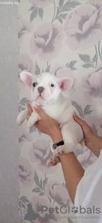 Additional photos: Adorable French bulldog puppies