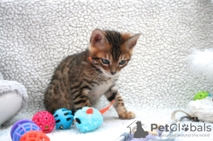 Photo №2 to announcement № 124737 for the sale of bengal cat - buy in Germany breeder