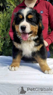 Photo №2 to announcement № 96148 for the sale of bernese mountain dog - buy in Serbia 