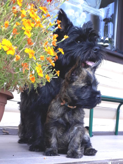 Photo №2 to announcement № 3125 for the sale of cairn terrier - buy in Russian Federation breeder