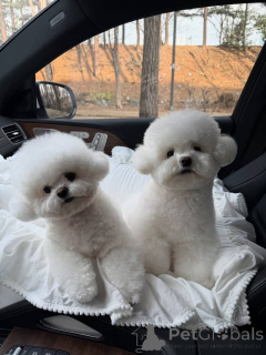 Photo №1. bichon frise - for sale in the city of Gerardsbergen | negotiated | Announcement № 171669