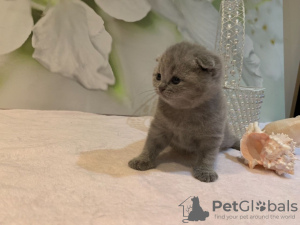 Additional photos: Scottish Fold kittens available now for sale