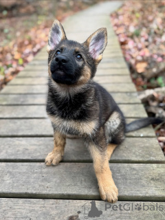 Photo №3. Born to Protect, Raised to Love Meet Our German Shepherd Puppies. Luxembourg
