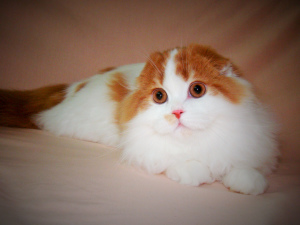 Photo №2 to announcement № 6052 for the sale of scottish fold - buy in Ukraine from nursery, breeder