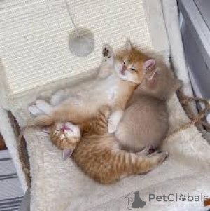 Photo №1. munchkin - for sale in the city of BERNEX | 568$ | Announcement № 163375