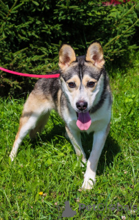 Additional photos: Asenka is a husky mix, a wonderful dog! In good hands