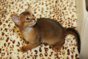Photo №4. I will sell abyssinian cat in the city of Minsk. from nursery, breeder - price - 500$