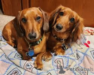 Photo №4. I will sell dachshund in the city of Amsterdam. private announcement, breeder - price - 723$