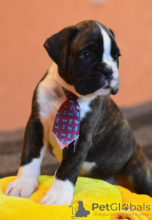 Additional photos: Boxer Puppies