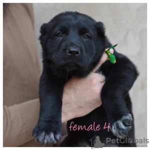 Additional photos: Central Asian Shepherd puppies