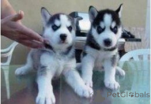 Photo №1. siberian husky - for sale in the city of Erlangen-Höchstadt | 465$ | Announcement № 169446
