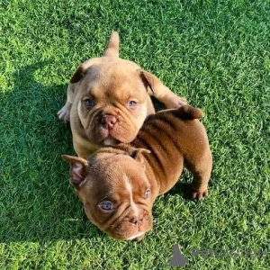 Photo №1. american bulldog - for sale in the city of Berlin | negotiated | Announcement № 137127