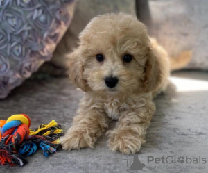 Photo №3. Poochon puppies,. Serbia