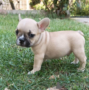 Photo №1. french bulldog - for sale in the city of Tallinn | Is free | Announcement № 16194