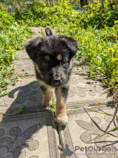 Additional photos: Strong, outgoing and friendly puppy Nastasya is looking for a home.