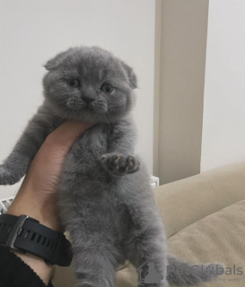 Photo №1. scottish fold - for sale in the city of Cold Spring | 250$ | Announcement № 96238