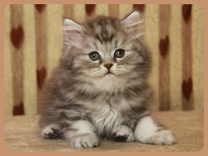 Photo №1. british longhair - for sale in the city of Severodvinsk | Negotiated | Announcement № 4207