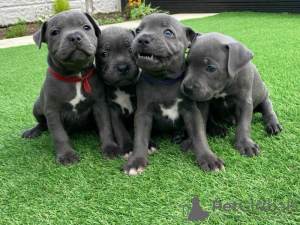 Photo №1. staffordshire bull terrier - for sale in the city of Дублин | 423$ | Announcement № 58339