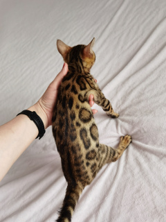 Photo №4. I will sell bengal cat in the city of Orenburg. from nursery - price - negotiated
