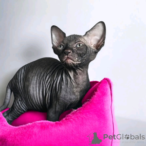 Photo №1. sphynx cat - for sale in the city of Abakan | negotiated | Announcement № 165519