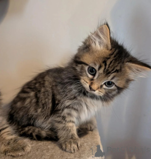 Photo №1. maine coon - for sale in the city of Königs Wusterhausen | 361$ | Announcement № 178175