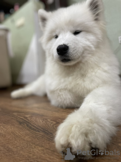 Photo №1. samoyed dog - for sale in the city of Nikolaev | 500$ | Announcement № 129885