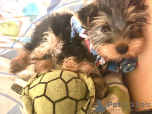 Photo №4. I will sell yorkshire terrier in the city of Афины. private announcement - price - 1016$