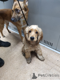 Photo №2 to announcement № 157083 for the sale of  - buy in United Kingdom private announcement