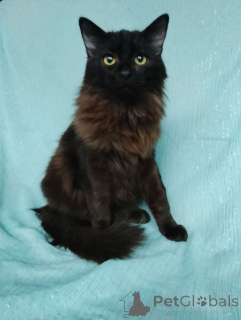 Photo №1.  - for sale in the city of Moscow river | Is free | Announcement № 161311