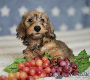 Additional photos: Wirehaired dachshund rabbit puppies, boys, 3 months