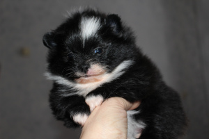 Photo №2 to announcement № 4161 for the sale of pomeranian - buy in Russian Federation breeder