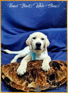 Photo №1. labrador retriever - for sale in the city of Helsinki | 1352$ | Announcement № 30210