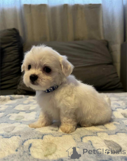 Photo №1. maltese dog - for sale in the city of Dülmen | 361$ | Announcement № 154315
