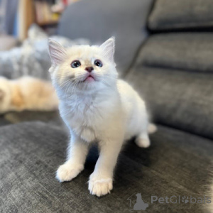 Photo №1. ragdoll - for sale in the city of Alain | 361$ | Announcement № 164553