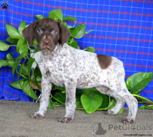 Photo №2 to announcement № 172659 for the sale of german shorthaired pointer - buy in Poland 