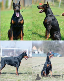 Photo №2 to announcement № 124058 for the sale of dobermann - buy in Serbia breeder