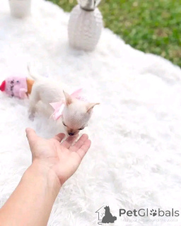 Photo №1. chihuahua - for sale in the city of Helsinki | 612$ | Announcement № 151162