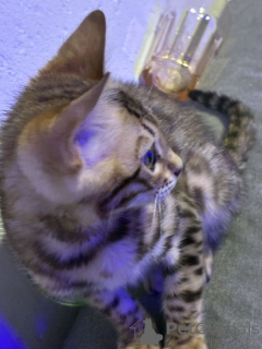 Photo №1. bengal cat - for sale in the city of Bremen | 258$ | Announcement № 167801