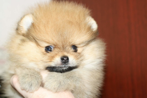 Additional photos: Miniature Spitz